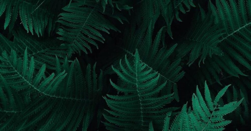 Foliage - Photo of Green Fern Leaves