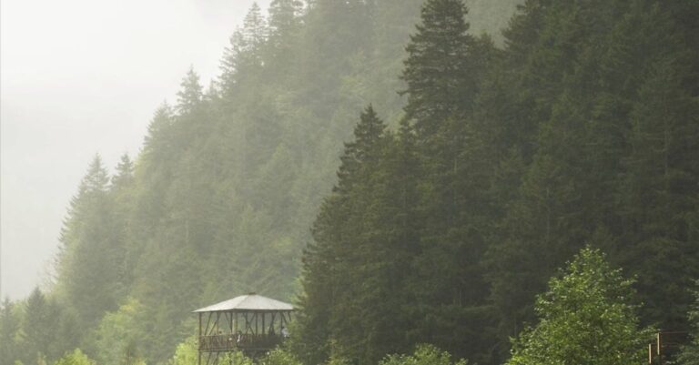 Viewpoints - Lake and Forest on Foggy Day