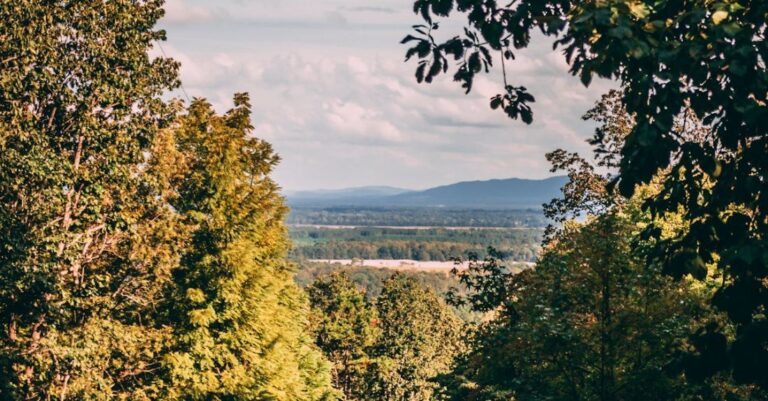 Views - Green Leafed Trees Under Cloudy Sky