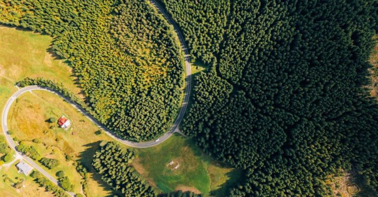 Road Trips - Aerial Photography of Green Trees