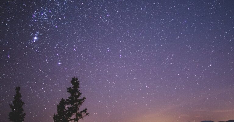 Stargazing - Silhouette of Spruce Trees Under Starry Night