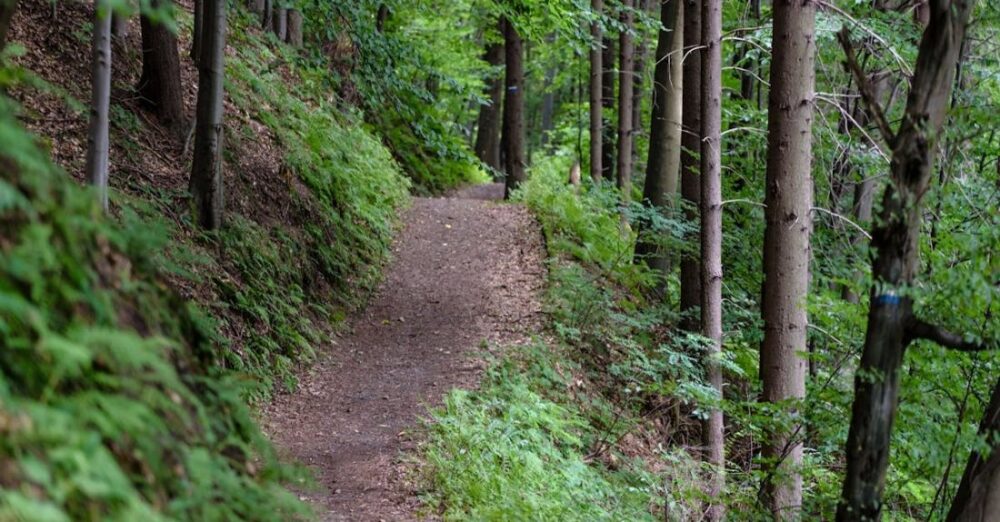 Trails - Empty Road Surrounded With Green Trees