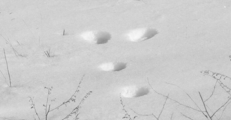 Trails - A black and white photo of footprints in the snow