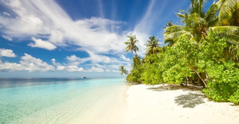 Beaches - Green Trees Near Seashore Under Blue Sky