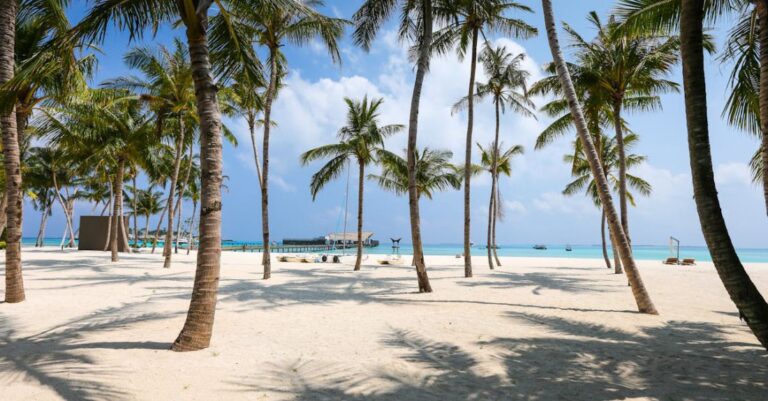 Beaches - Photo of Beach and Palm Trees