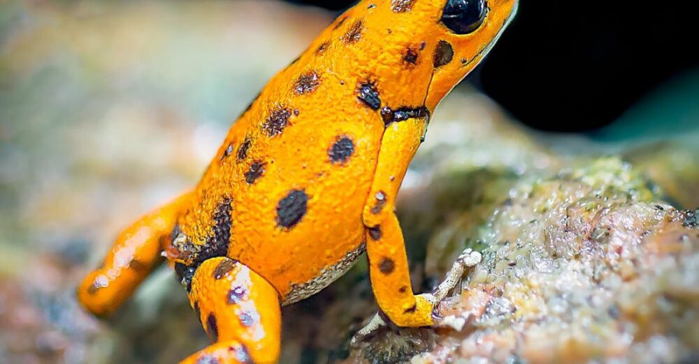 Nature Spots - Orange and Black Frog